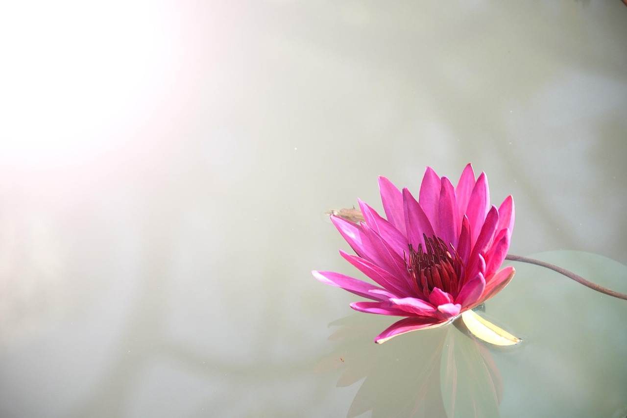 Exclusive Lotus App Download: Step-by-Step Guide for India (2027)